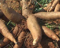 manioc